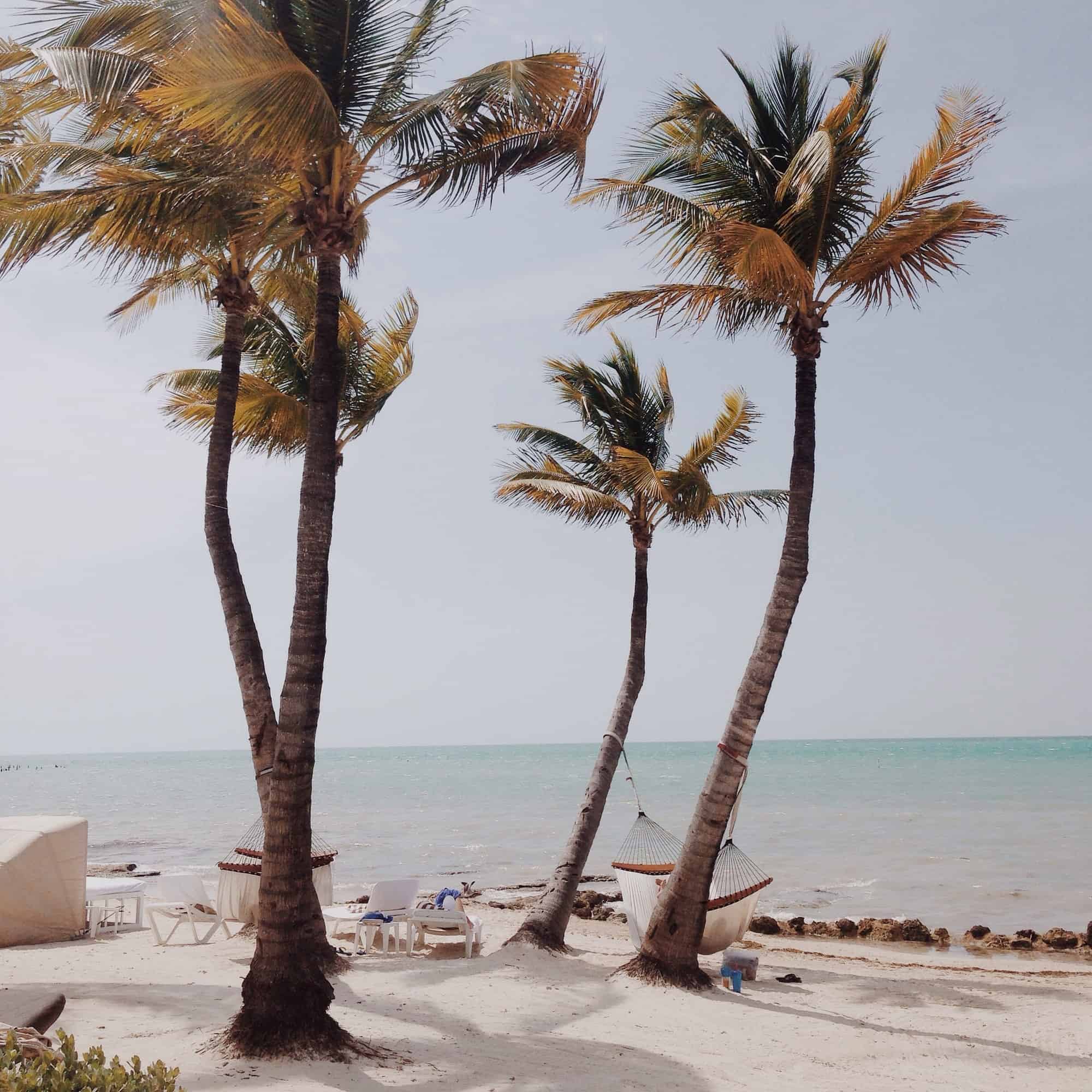 Palm trees in key west